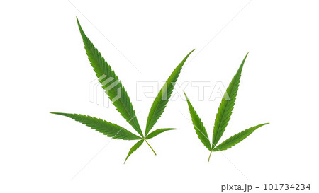 Green cannabis leaves on a white background. Green cannabis leaves on a white background. 101734234