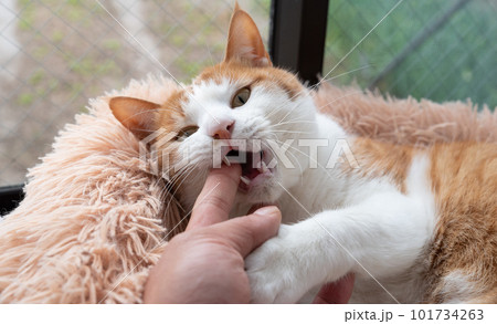 手を噛む猫　茶トラ白 101734263