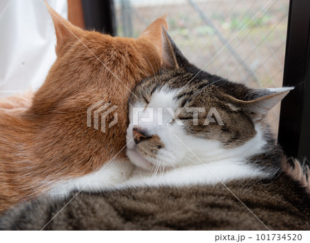 窓辺でくつろぐ二匹の猫 101734520