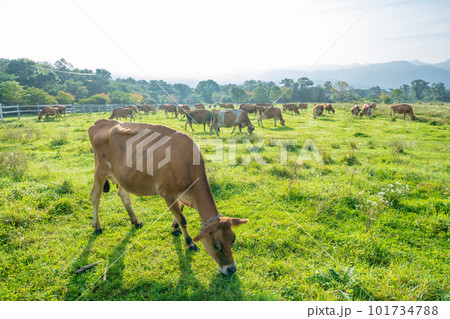 「山梨県」清泉寮の牧場に放牧されてる牛 ジャージー牧場 「山梨県」清泉寮の牧場に放牧されてる牛 ジャージー牧場 101734788