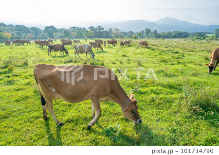 「山梨県」清泉寮の牧場に放牧されてる牛　ジャージー牧場 101734790