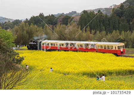 菜の花畑をゆっくり通過する小湊鉄道の列車 菜の花畑をゆっくり通過する小湊鉄道の列車 101735429