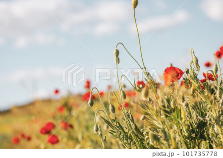 A lot of fresh red poppies blooming in a green spring meadow in warm sunny day. Natural springtime landscape. Wild flowers blossom on a wind. Beautiful floral wallpaper. Macro photo of the plants. 101735778