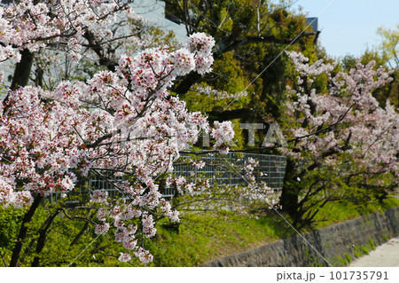 京都桜　桜　桜吹雪　水面桜　桜絨毯　桜じゅうたん　川桜　岡崎桜　屋形船　京都観光　川面桜　古都桜 101735791