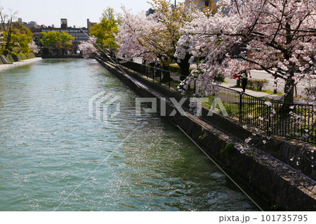 京都桜　桜　桜吹雪　水面桜　桜絨毯　桜じゅうたん　川桜　岡崎桜　屋形船　京都観光　川面桜　古都桜 101735795