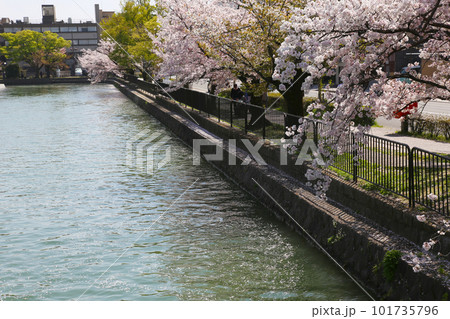 京都桜 桜 桜吹雪 水面桜 桜絨毯 桜じゅうたん 川桜 岡崎桜 屋形船 京都観光 川面桜 古都桜 京都桜 桜 桜吹雪 水面桜 桜絨毯 桜じゅうたん 川桜 岡崎桜 屋形船 京都観光 川面桜 古都桜 101735796