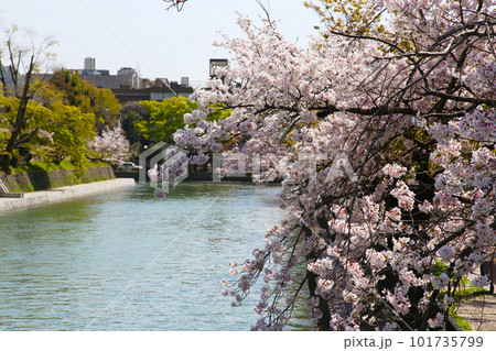 京都桜 桜 桜吹雪 水面桜 桜絨毯 桜じゅうたん 川桜 岡崎桜 屋形船 京都観光 川面桜 古都桜 京都桜 桜 桜吹雪 水面桜 桜絨毯 桜じゅうたん 川桜 岡崎桜 屋形船 京都観光 川面桜 古都桜 101735799