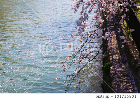 京都桜 桜 桜吹雪 水面桜 桜絨毯 桜じゅうたん 川桜 岡崎桜 屋形船 京都観光 川面桜 古都桜 京都桜 桜 桜吹雪 水面桜 桜絨毯 桜じゅうたん 川桜 岡崎桜 屋形船 京都観光 川面桜 古都桜 101735801