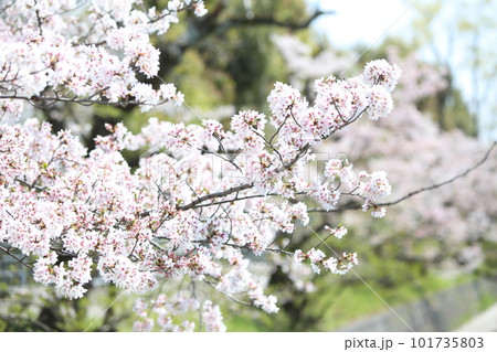 京都桜　桜　桜吹雪　水面桜　桜絨毯　桜じゅうたん　川桜　岡崎桜　屋形船　京都観光　川面桜　古都桜 101735803