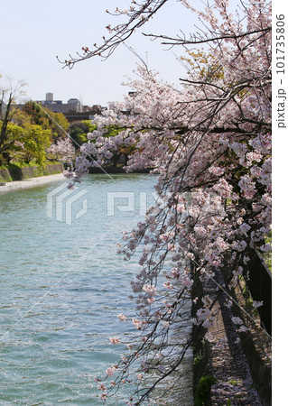 京都桜　桜　桜吹雪　水面桜　桜絨毯　桜じゅうたん　川桜　岡崎桜　屋形船　京都観光　川面桜　古都桜 101735806