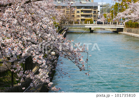 京都桜　桜　桜吹雪　水面桜　桜絨毯　桜じゅうたん　川桜　岡崎桜　屋形船　京都観光　川面桜　古都桜 101735810