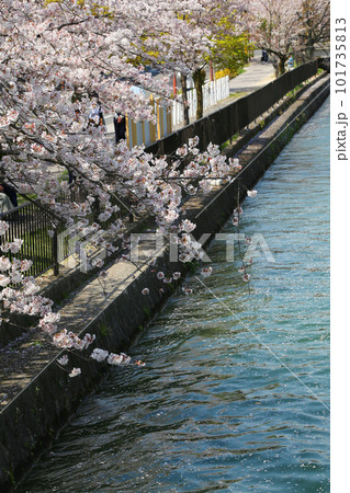 京都桜　桜　桜吹雪　水面桜　桜絨毯　桜じゅうたん　川桜　岡崎桜　屋形船　京都観光　川面桜　古都桜 101735813