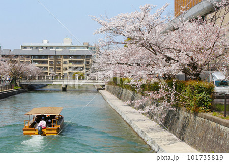 京都桜　桜　桜吹雪　水面桜　桜絨毯　桜じゅうたん　川桜　岡崎桜　屋形船　京都観光　川面桜　古都桜 101735819