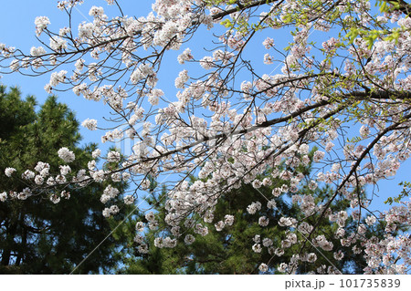 京都桜 桜 桜吹雪 水面桜 桜絨毯 桜じゅうたん 川桜 岡崎桜 屋形船 京都観光 川面桜 古都桜 京都桜 桜 桜吹雪 水面桜 桜絨毯 桜じゅうたん 川桜 岡崎桜 屋形船 京都観光 川面桜 古都桜 101735839
