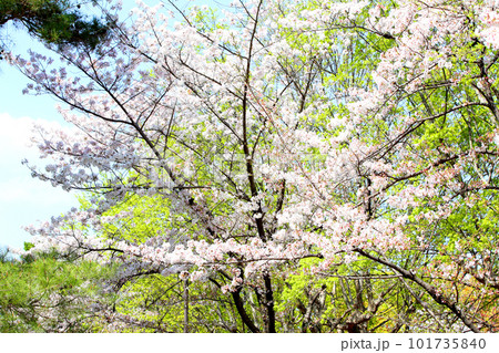 京都桜 桜 桜吹雪 水面桜 桜絨毯 桜じゅうたん 川桜 岡崎桜 屋形船 京都観光 川面桜 古都桜 京都桜 桜 桜吹雪 水面桜 桜絨毯 桜じゅうたん 川桜 岡崎桜 屋形船 京都観光 川面桜 古都桜 101735840