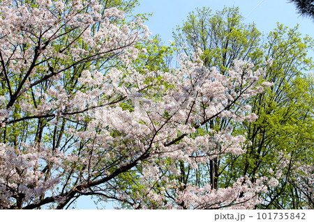 京都桜 桜 桜吹雪 水面桜 桜絨毯 桜じゅうたん 川桜 岡崎桜 屋形船 京都観光 川面桜 古都桜 京都桜 桜 桜吹雪 水面桜 桜絨毯 桜じゅうたん 川桜 岡崎桜 屋形船 京都観光 川面桜 古都桜 101735842
