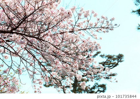 京都桜　桜　桜吹雪　水面桜　桜絨毯　桜じゅうたん　川桜　岡崎桜　屋形船　京都観光　川面桜　古都桜 101735844