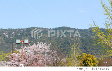 京都桜 桜 桜吹雪 水面桜 桜絨毯 桜じゅうたん 川桜 岡崎桜 屋形船 京都観光 川面桜 古都桜 京都桜 桜 桜吹雪 水面桜 桜絨毯 桜じゅうたん 川桜 岡崎桜 屋形船 京都観光 川面桜 古都桜 101735845