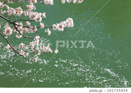 京都桜 桜 桜吹雪 水面桜 桜絨毯 桜じゅうたん 川桜 岡崎桜 屋形船 京都観光 川面桜 古都桜 京都桜 桜 桜吹雪 水面桜 桜絨毯 桜じゅうたん 川桜 岡崎桜 屋形船 京都観光 川面桜 古都桜 101735854
