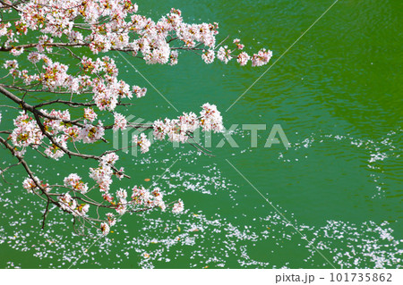 京都桜 桜 桜吹雪 水面桜 桜絨毯 桜じゅうたん 川桜 岡崎桜 屋形船 京都観光 川面桜 古都桜 京都桜 桜 桜吹雪 水面桜 桜絨毯 桜じゅうたん 川桜 岡崎桜 屋形船 京都観光 川面桜 古都桜 101735862