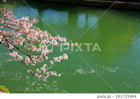 京都桜　桜　桜吹雪　水面桜　桜絨毯　桜じゅうたん　川桜　岡崎桜　屋形船　京都観光　川面桜　古都桜 101735864