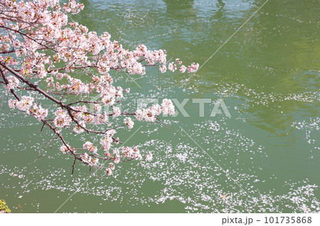 京都桜 桜 桜吹雪 水面桜 桜絨毯 桜じゅうたん 川桜 岡崎桜 屋形船 京都観光 川面桜 古都桜 京都桜 桜 桜吹雪 水面桜 桜絨毯 桜じゅうたん 川桜 岡崎桜 屋形船 京都観光 川面桜 古都桜 101735868