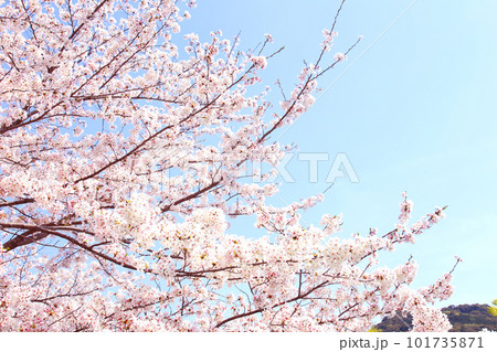 京都桜 桜 桜吹雪 水面桜 桜絨毯 桜じゅうたん 川桜 岡崎桜 屋形船 京都観光 川面桜 古都桜 京都桜 桜 桜吹雪 水面桜 桜絨毯 桜じゅうたん 川桜 岡崎桜 屋形船 京都観光 川面桜 古都桜 101735871