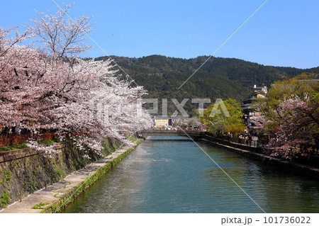京都桜 桜 桜吹雪 水面桜 桜絨毯 桜じゅうたん 川桜 岡崎桜 屋形船 京都観光 川面桜 古都桜 京都桜 桜 桜吹雪 水面桜 桜絨毯 桜じゅうたん 川桜 岡崎桜 屋形船 京都観光 川面桜 古都桜 101736022