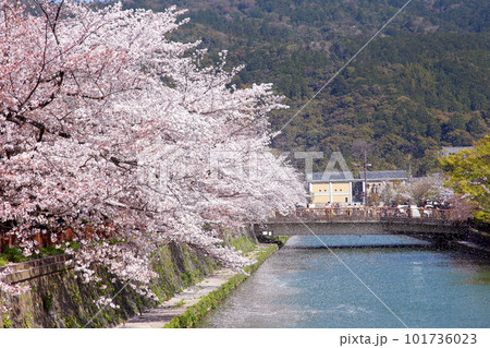 京都桜　桜　桜吹雪　水面桜　桜絨毯　桜じゅうたん　川桜　岡崎桜　屋形船　京都観光　川面桜　古都桜 101736023