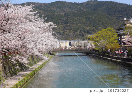 京都桜 桜 桜吹雪 水面桜 桜絨毯 桜じゅうたん 川桜 岡崎桜 屋形船 京都観光 川面桜 古都桜 京都桜 桜 桜吹雪 水面桜 桜絨毯 桜じゅうたん 川桜 岡崎桜 屋形船 京都観光 川面桜 古都桜 101736027