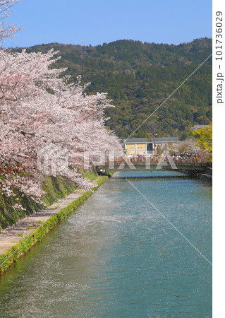 京都桜 桜 桜吹雪 水面桜 桜絨毯 桜じゅうたん 川桜 岡崎桜 屋形船 京都観光 川面桜 古都桜 京都桜 桜 桜吹雪 水面桜 桜絨毯 桜じゅうたん 川桜 岡崎桜 屋形船 京都観光 川面桜 古都桜 101736029