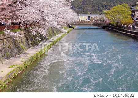 京都桜 桜 桜吹雪 水面桜 桜絨毯 桜じゅうたん 川桜 岡崎桜 屋形船 京都観光 川面桜 古都桜 京都桜 桜 桜吹雪 水面桜 桜絨毯 桜じゅうたん 川桜 岡崎桜 屋形船 京都観光 川面桜 古都桜 101736032