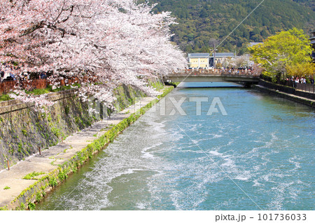 京都桜 桜 桜吹雪 水面桜 桜絨毯 桜じゅうたん 川桜 岡崎桜 屋形船 京都観光 川面桜 古都桜 京都桜 桜 桜吹雪 水面桜 桜絨毯 桜じゅうたん 川桜 岡崎桜 屋形船 京都観光 川面桜 古都桜 101736033