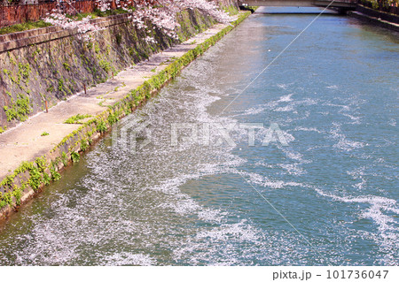 京都桜　桜　桜吹雪　水面桜　桜絨毯　桜じゅうたん　川桜　岡崎桜　屋形船　京都観光　川面桜　古都桜 101736047