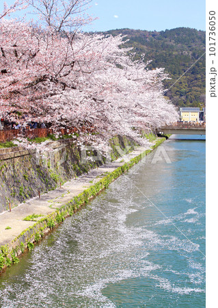 京都桜　桜　桜吹雪　水面桜　桜絨毯　桜じゅうたん　川桜　岡崎桜　屋形船　京都観光　川面桜　古都桜 101736050