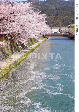 京都桜　桜　桜吹雪　水面桜　桜絨毯　桜じゅうたん　川桜　岡崎桜　屋形船　京都観光　川面桜　古都桜 101736051