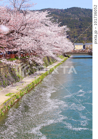京都桜　桜　桜吹雪　水面桜　桜絨毯　桜じゅうたん　川桜　岡崎桜　屋形船　京都観光　川面桜　古都桜 101736052