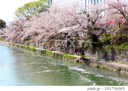 京都桜　桜　桜吹雪　水面桜　桜絨毯　桜じゅうたん　川桜　岡崎桜　屋形船　京都観光　川面桜　古都桜 101736065