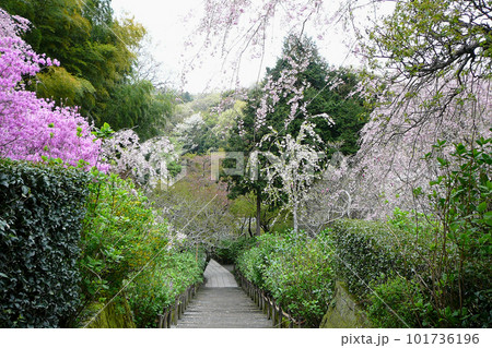 花が咲き誇る春の明月院／神奈川県鎌倉市 101736196