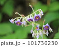 イワタバコ 101736230