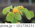 エビスソウ 101736231