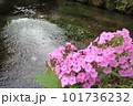 オイランソウ 101736232