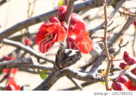 冬の花 木瓜 冬の花 木瓜 101736252