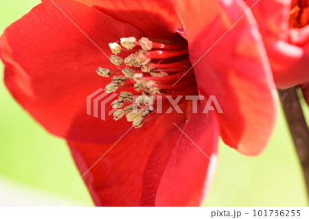 冬の花 木瓜 冬の花 木瓜 101736255