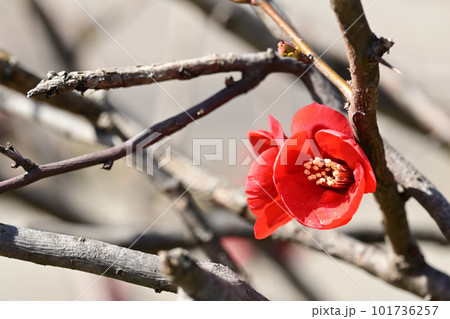 冬の花 木瓜 冬の花 木瓜 101736257