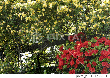 赤いツツジと黄色いモッコウバラの花 101736361