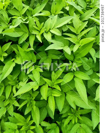 Hairy Beggarticks Plant Green Leaves Background Hairy Beggarticks Plant Green Leaves Background 101736497