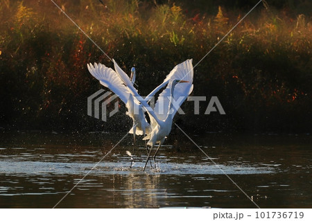 野鳥 鳥 野生 101736719
