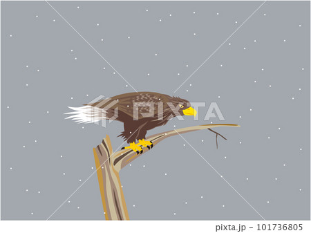 雪が降る中、木に止まっているオジロワシ 101736805