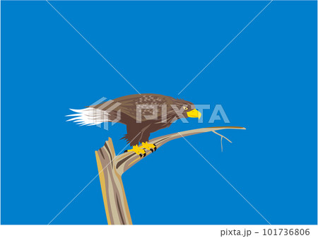 青空の下、木に止まっているオジロワシ 101736806